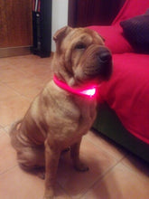 LED Night Safety Glow Collar